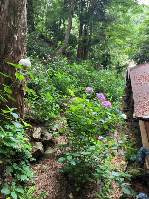 柳谷寺あじさい廻廊