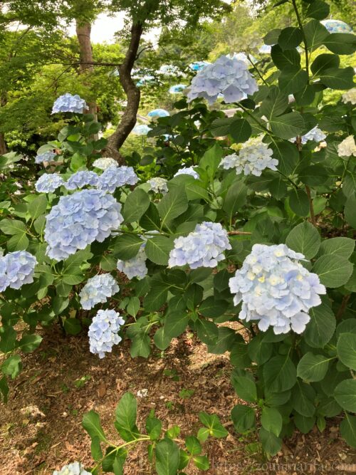 柳谷寺あじさい