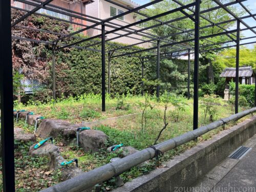 乙訓寺の牡丹が生育不良で咲いていないところ