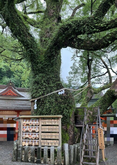 那智熊野大社大樟胎内くぐり