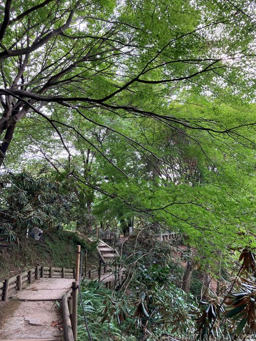 岡寺夏のもみじのトンネル