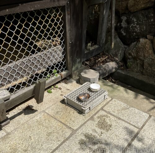 施福寺の猫フクちゃんの食事処