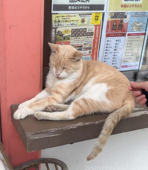 壷阪寺の寺猫(ミルクティー色)